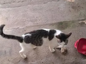 Gato raça SRD-ViraLata idade 1 ano nome Gata Adulta.