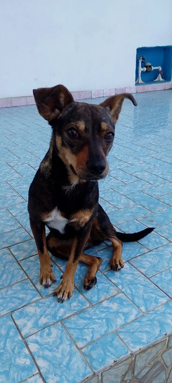Cachorro raça SRD-ViraLata idade 1 ano nome Nina