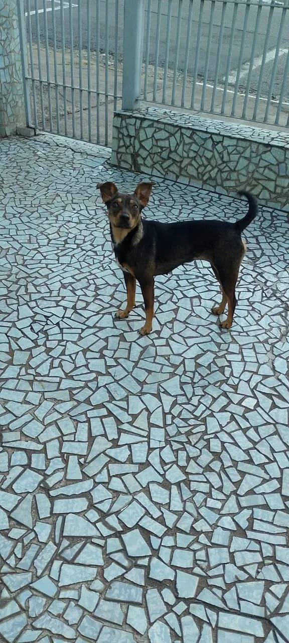Cachorro raça SRD-ViraLata idade 1 ano nome Nina