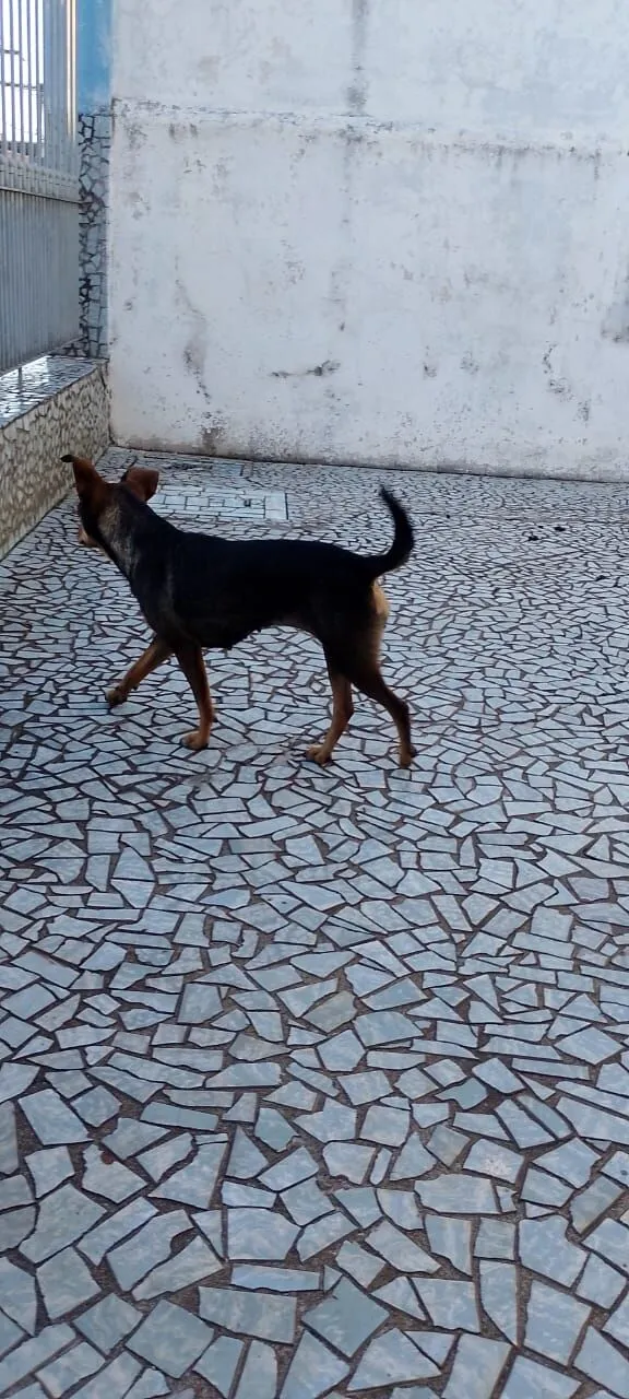 Cachorro raça SRD-ViraLata idade 1 ano nome Nina