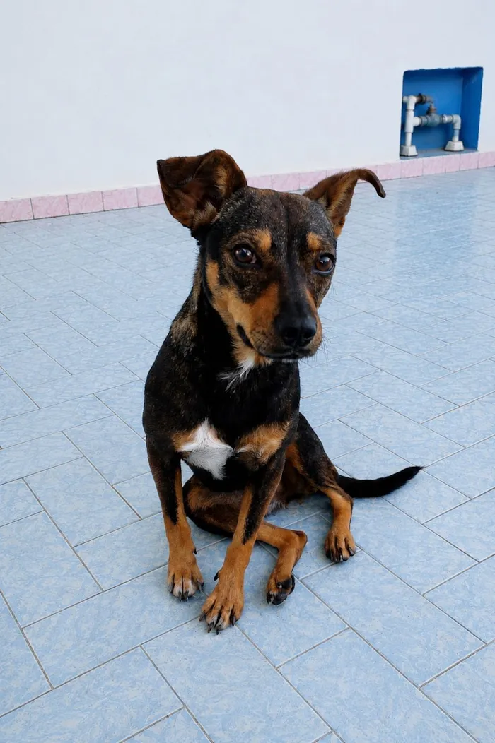 Cachorro raça SRD-ViraLata idade 1 ano nome Nina