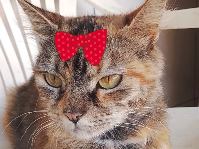 Gato raça SRD-ViraLata idade 7 a 11 meses nome Zara 