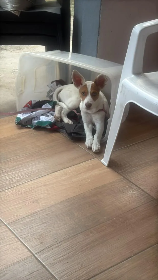 Cachorro raça SRD-ViraLata idade 2 a 6 meses nome Luna