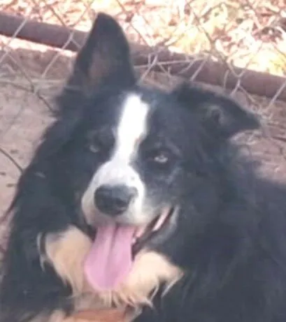 Cachorro raça Pastor Alemão idade 6 ou mais anos nome Bruce 