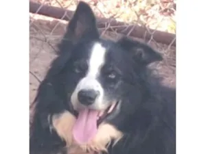 Cachorro raça Pastor Alemão idade 6 ou mais anos nome Bruce 