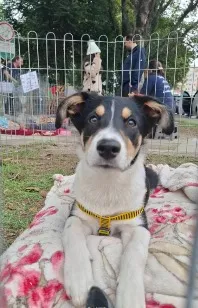 Cachorro raça SRD-ViraLata idade 2 a 6 meses nome Urso