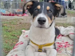 Cachorro raça SRD-ViraLata idade 2 a 6 meses nome Urso