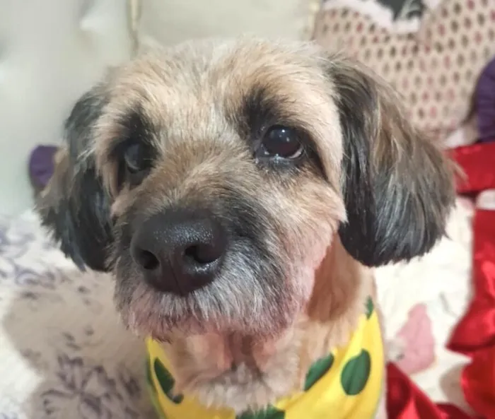 Cachorro raça Shitzu idade 1 ano nome Duque 