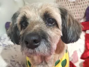 Cachorro raça Shitzu idade 1 ano nome Duque 