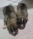 Cachorrinhos