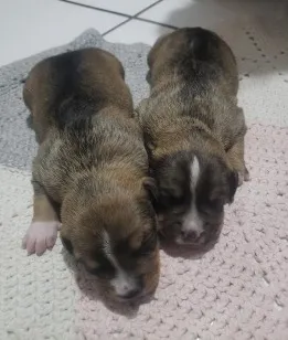 Cachorro raça SRD-ViraLata idade Abaixo de 2 meses nome Cachorrinhos