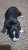 Cachorrinhos