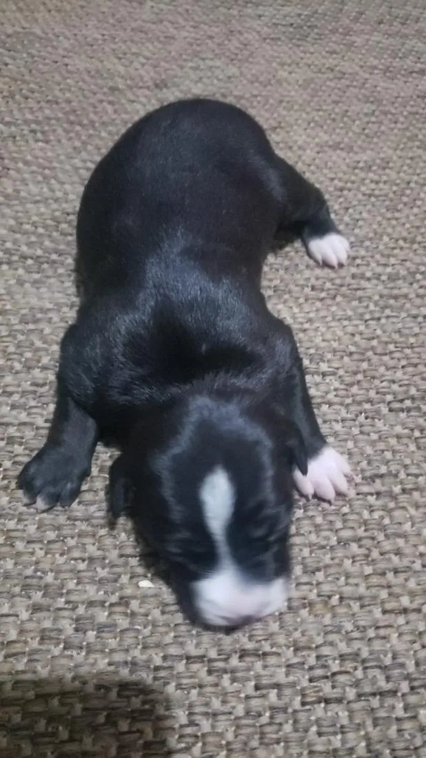 Cachorro raça SRD-ViraLata idade Abaixo de 2 meses nome Cachorrinhos