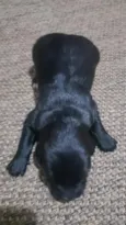 Cachorrinhos