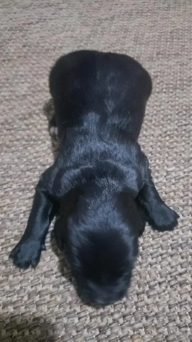 Cachorro raça SRD-ViraLata idade Abaixo de 2 meses nome Cachorrinhos