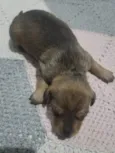 Cachorrinhos