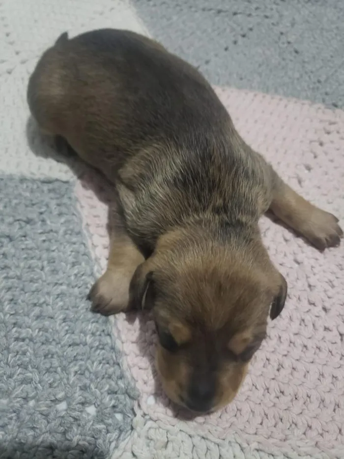 Cachorro raça SRD-ViraLata idade Abaixo de 2 meses nome Cachorrinhos