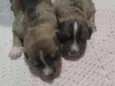 Cachorrinhos