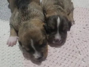 Cachorro raça SRD-ViraLata idade Abaixo de 2 meses nome Cachorrinhos