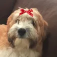 Luma