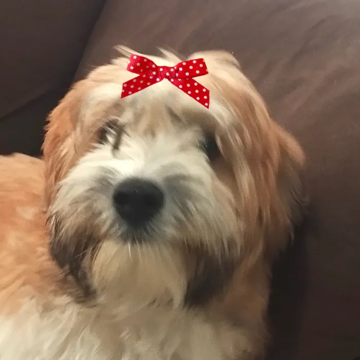Cachorro raça Shitzu idade 2 a 6 meses nome Luma