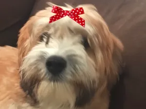 Cachorro raça Shitzu idade 2 a 6 meses nome Luma