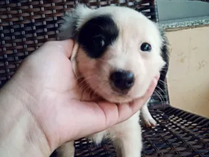 Cachorro raça SRD-ViraLata idade Abaixo de 2 meses nome sem nome