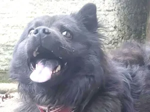 Cachorro raça SRD-ViraLata idade 1 ano nome Max