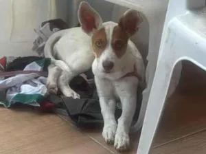 Cachorro raça SRD-ViraLata idade 2 a 6 meses nome Luna