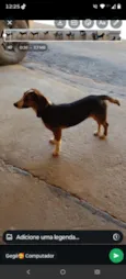 Amora