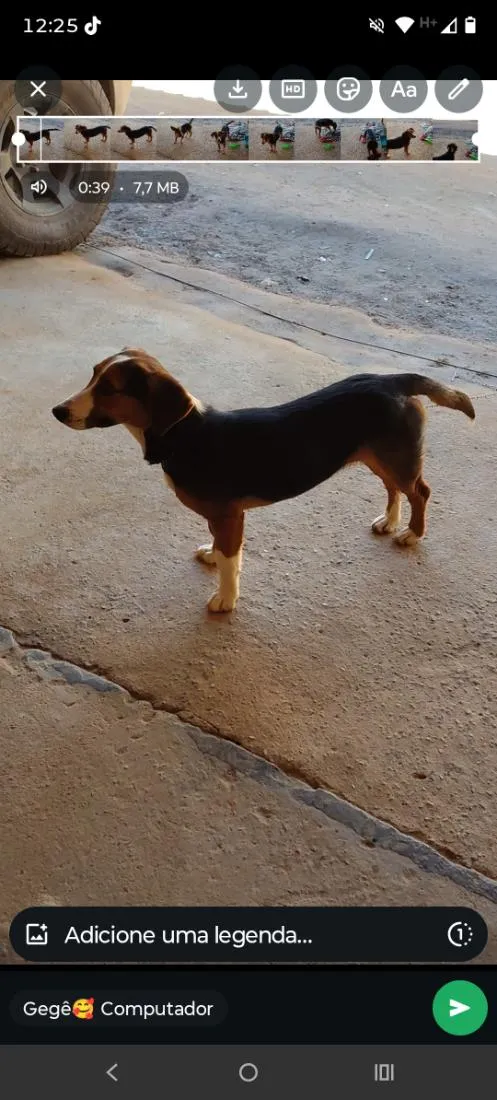 Cachorro raça Basset-Cofap idade 7 a 11 meses nome Amora