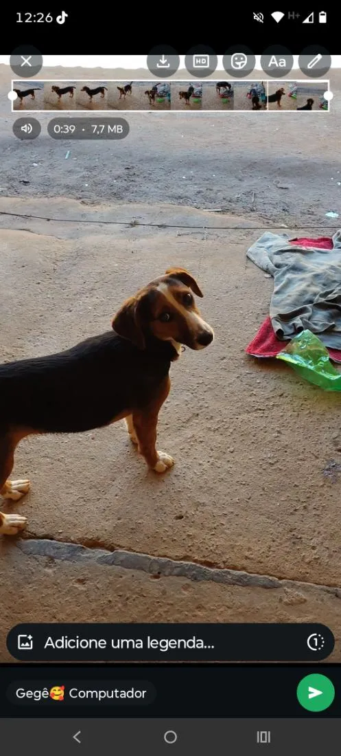 Cachorro raça Basset-Cofap idade 7 a 11 meses nome Amora
