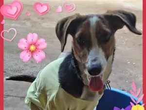 Cachorro raça Basset-Cofap idade 7 a 11 meses nome Amora