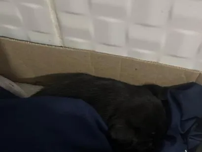 Cachorro raça SRD-ViraLata idade Abaixo de 2 meses nome Flex
