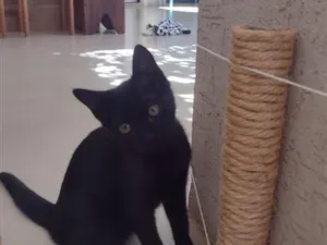 Gato raça SRD-ViraLata idade 2 a 6 meses nome Gatinha 
