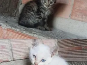 Gato raça SRD-ViraLata idade 2 a 6 meses nome sem nomes 