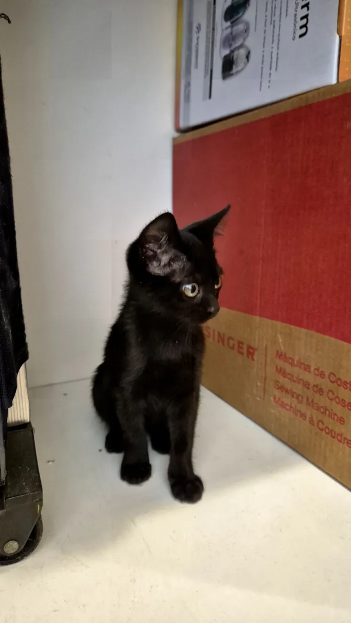 Gato raça SRD-ViraLata idade 2 a 6 meses nome Gatinha 