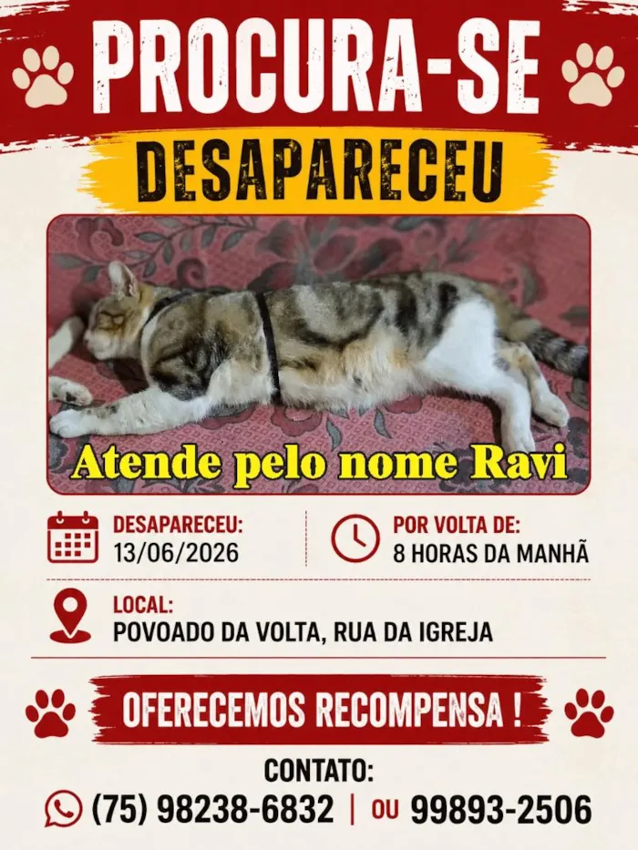 Gato raça SRD-ViraLata idade 1 ano nome Ravi
