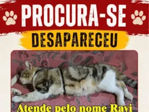 Gato raça SRD-ViraLata idade 1 ano nome Ravi