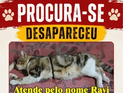 Gato raça SRD-ViraLata idade 1 ano nome Ravi