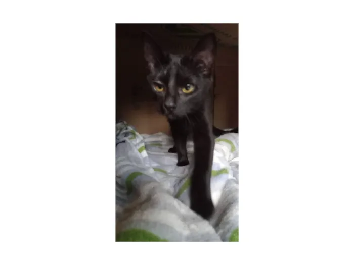 Gato raça SRD-ViraLata idade 2 a 6 meses nome Uruz e Berkana
