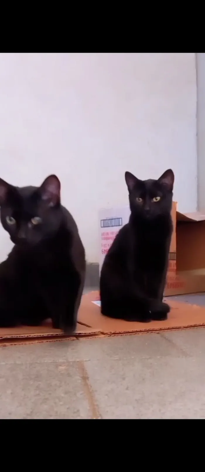 Gato raça SRD-ViraLata idade 2 a 6 meses nome Uruz e Berkana