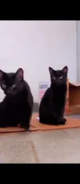 Uruz e Berkana