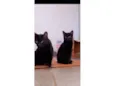 Uruz e Berkana