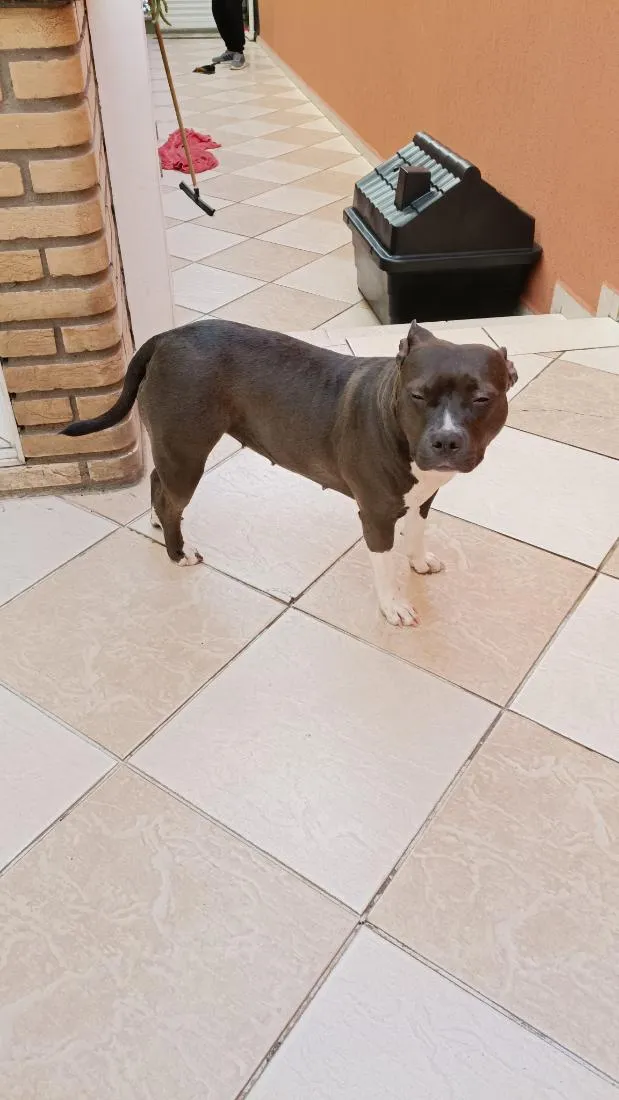 Cachorro raça Pit-Bull idade 3 anos nome Pandora