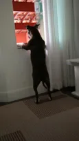Pandora