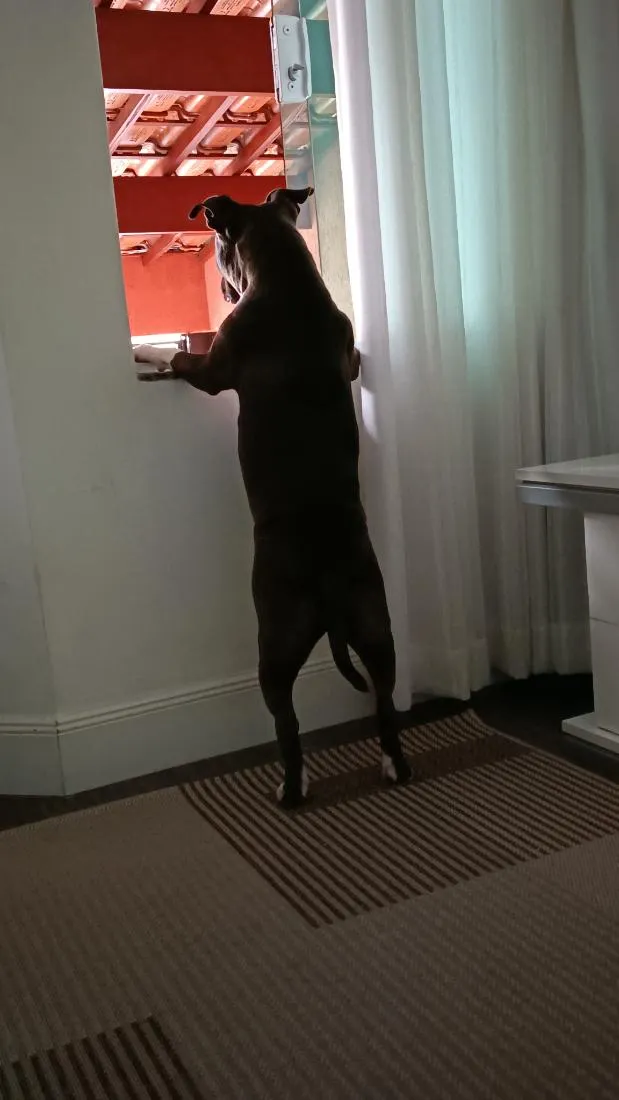 Cachorro raça Pit-Bull idade 3 anos nome Pandora