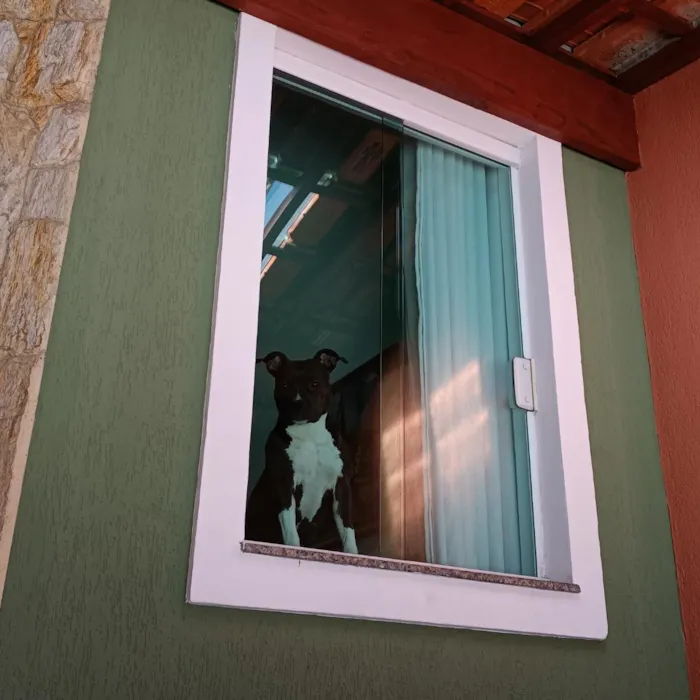 Cachorro raça Pit-Bull idade 3 anos nome Pandora