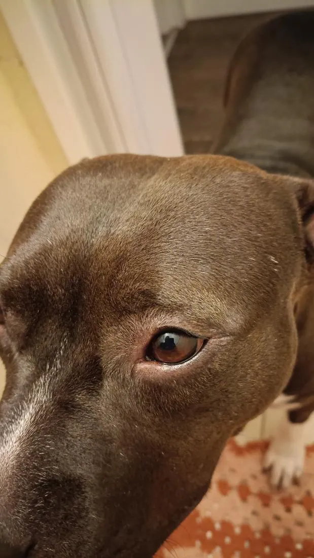 Cachorro raça Pit-Bull idade 3 anos nome Pandora