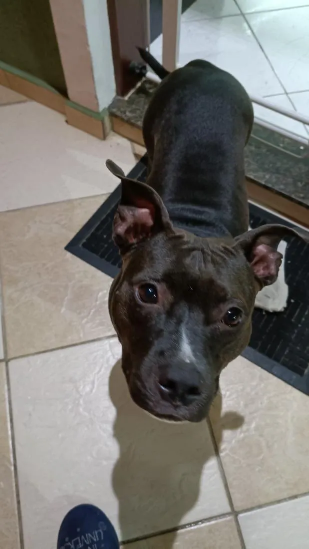 Cachorro raça Pit-Bull idade 3 anos nome Pandora